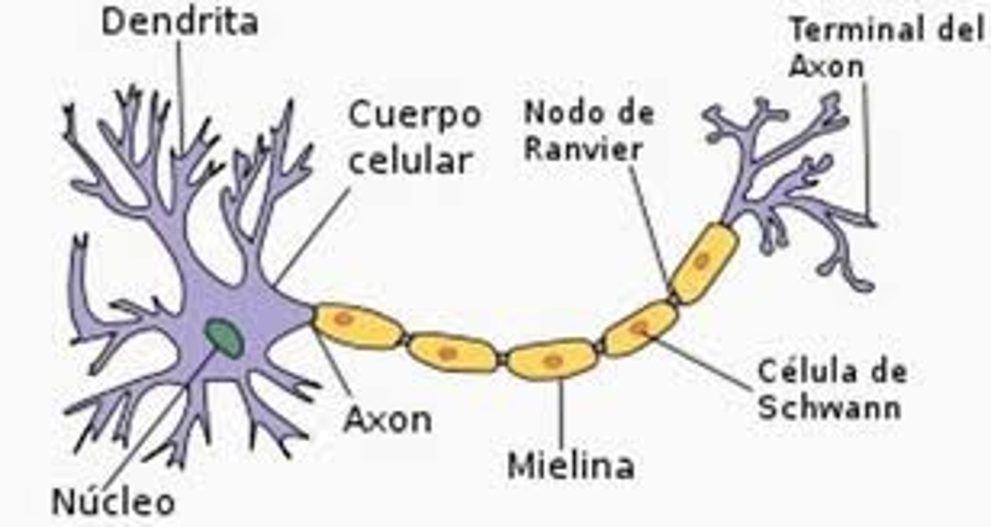 <p>Soma, dendritas y axon</p>