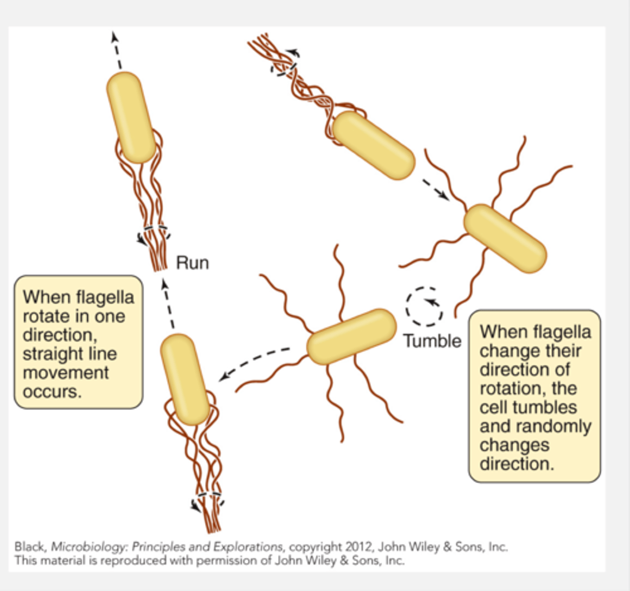 <p>- when flagella. rotate in one direction they have straight line movement that occurs called a run</p><p>- when flagella change their direction of rotation, the cell tumbles and randomly changes direction</p>