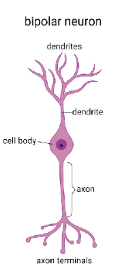 <p>Key Role:  Special senses</p><p>Classic Location: Retina, olfactory epithelium, inner ear</p>