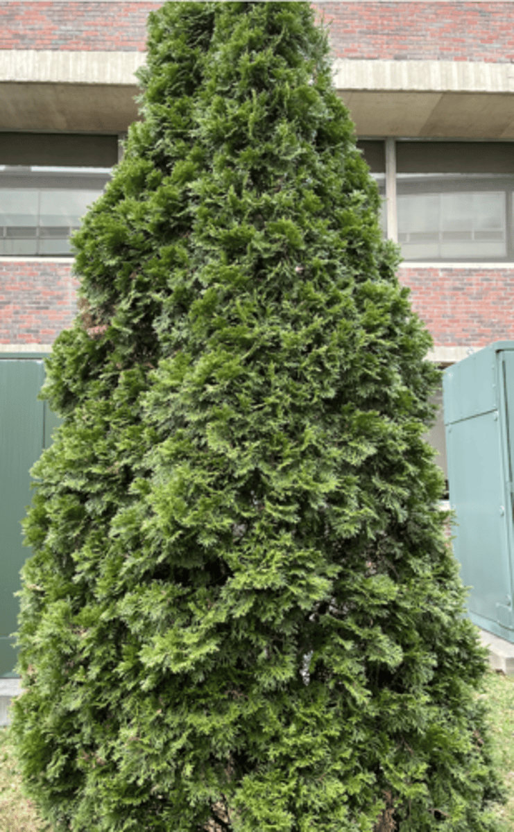 <p>stellar tight conical HOG unpruned!!!!</p>