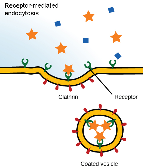 <p>substances bind to membrane bound receptor, which stimulates the formation of an invagination and ultimately a vesicle is internalized</p>
