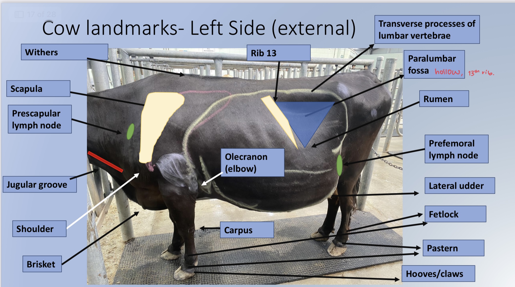 * withers
* scapular
* prescapular LN
* jugular groove
* shoulder 
* Brisket 
* carpas
* olecranon 
* Rumen
* Prefemoral LN
* lateral udder 
* fetlock
* pastern 
* hooves/claws 