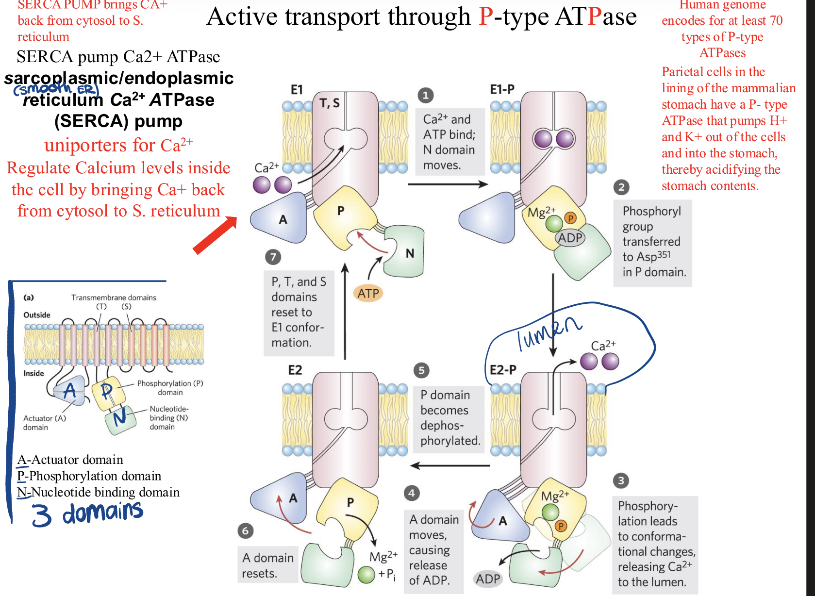 <ul><li><p>brings Ca+ from cytosol to sER</p></li><li><p>uniport</p></li><li><p>has three domains: </p></li></ul><p>A-actuator </p><p>P-phosphorylation domain</p><p>n-nucleotide binding domain</p><p></p>