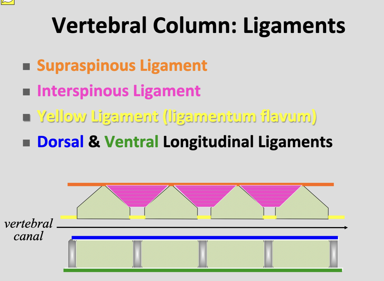 <p>Dorsal longitudinal ligament </p>