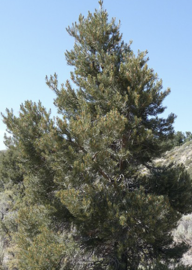 <p>Single-leaf Pinyon Pine</p>