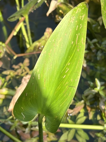 What is this plant?