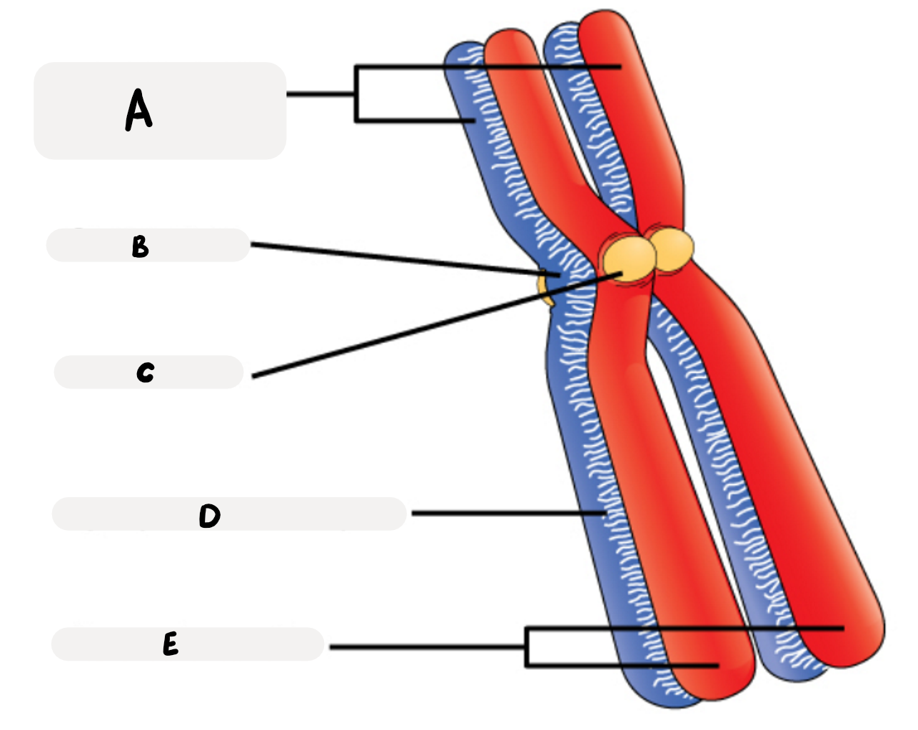 <p>Label the chromosomes</p>