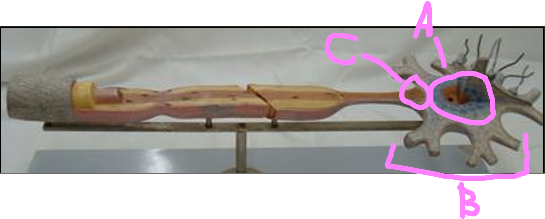 <p>What is A?</p>