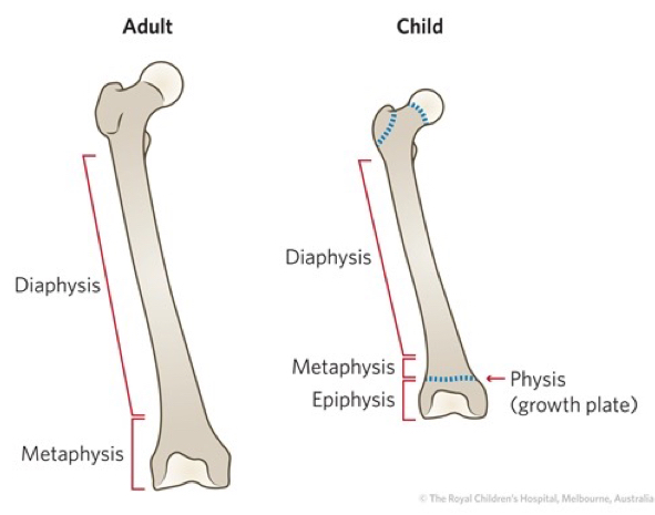 <p><strong>Cortex thins</strong> but the <strong>diaphysis</strong> becomes a <strong>cylinder of a larger diameter</strong> (as a mechanical compensation)</p><p>(Cortical areas remain almost constant in men, but they are decreased in women)</p>