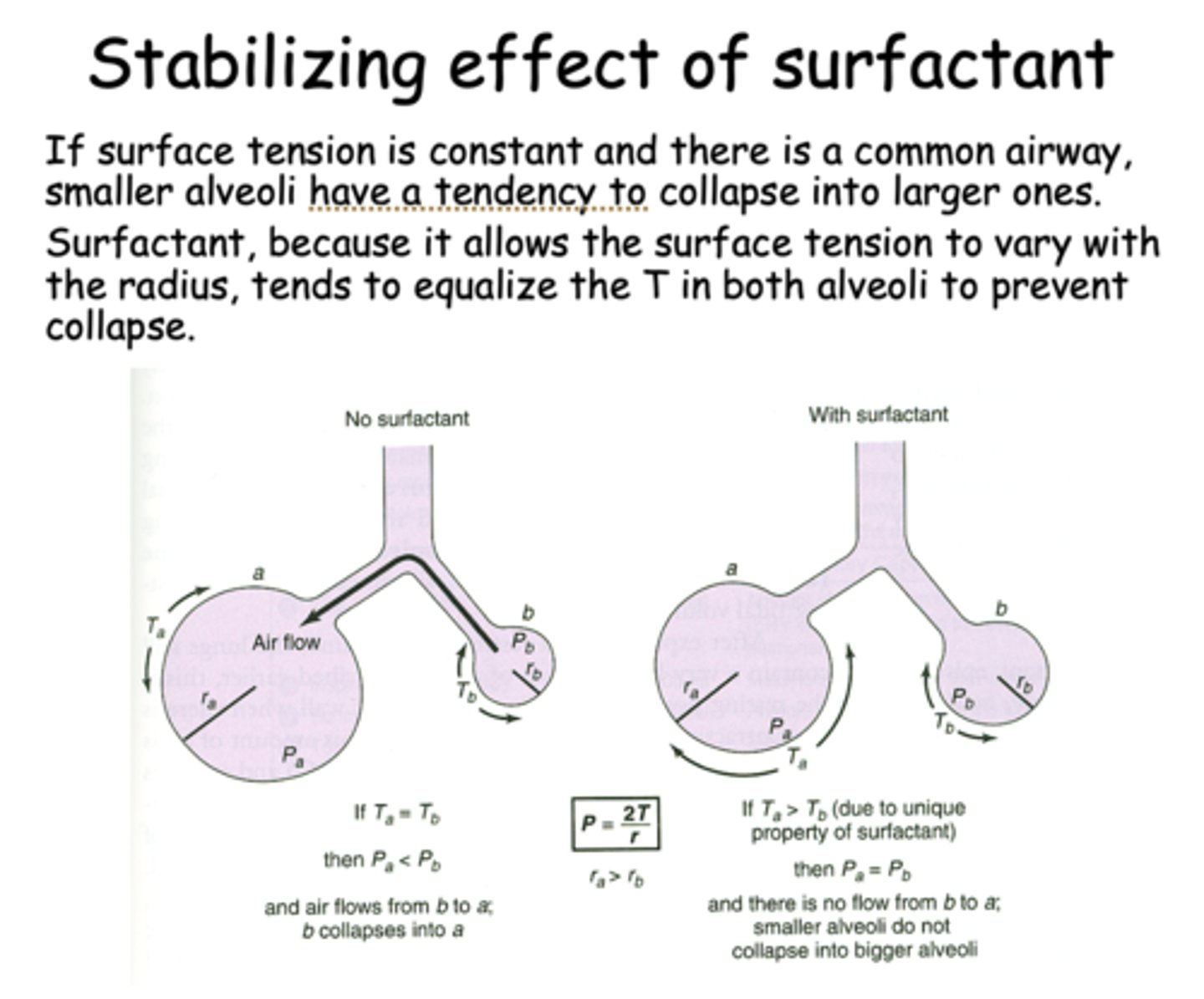 <p>- Water-water interactions/ lowers surface tension</p><p>- Equalize the T in alveoli w/ different radii to prevent collapse (allows aveoli of different size to be near each other)</p>