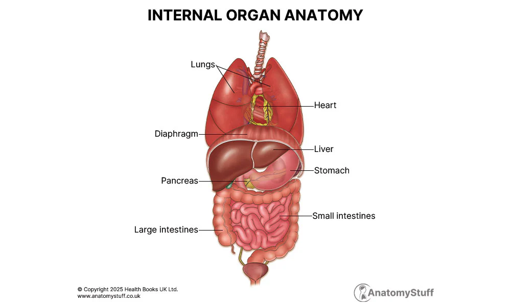<p>organ</p>