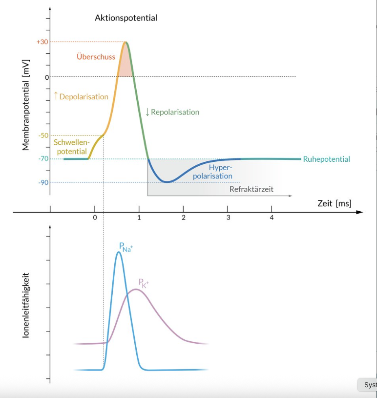 <p>B. Increase in the threshold potential for excitation of axons in peripheral nerves</p>