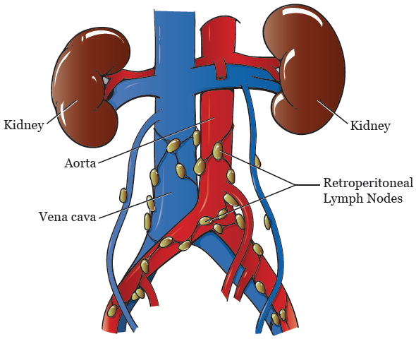 <p>what does the para-aortic lymph node drain?</p>