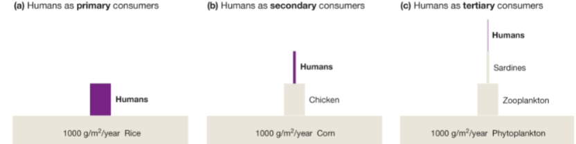 <p>humans as primary producers will receive the most energy due to one energy transfer</p>