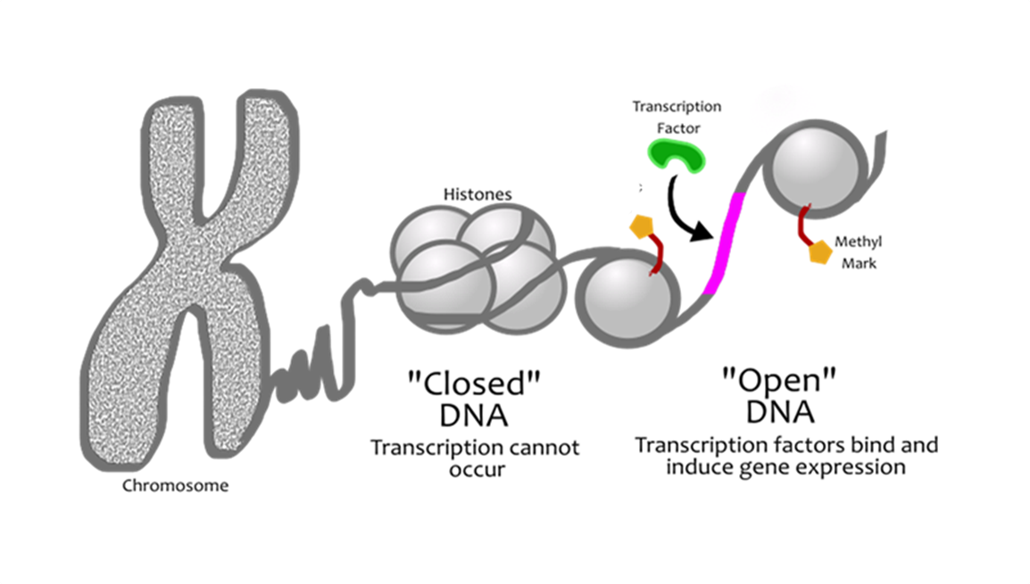 <p>The process depicted below, wherein a gene goes from a “closed” state to an “open” state that allows it to be transcribed, is an example of a/an__________ change in gene expression. a. mutational b. recessive c. dominant d. epigenetic e. inconsequential</p>