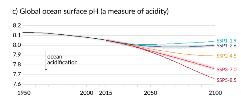 <p>Describe how ocean acidification takes place:</p>