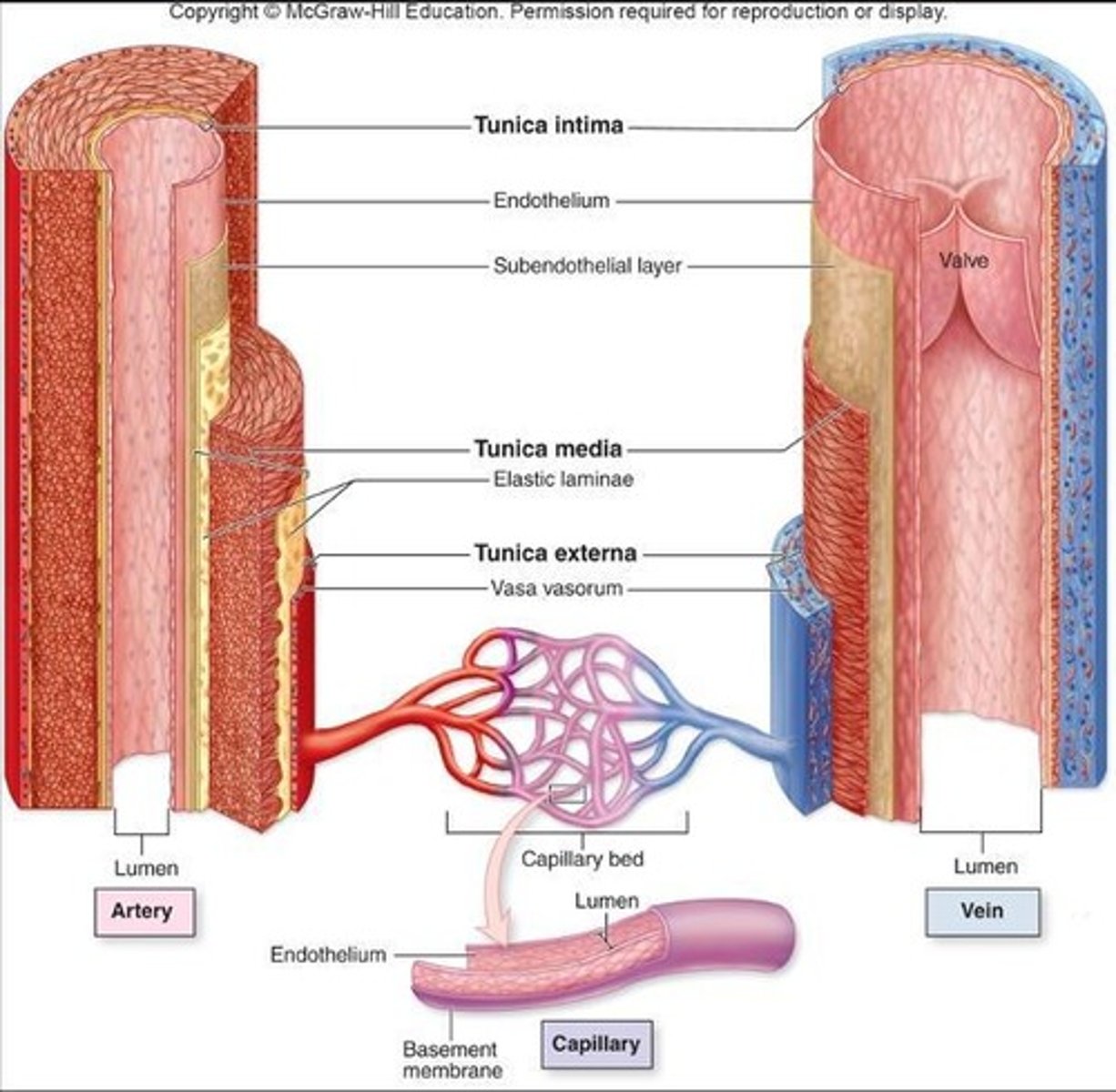 <p>There are three types of blood vessels—veins, arteries and capillaries.</p>