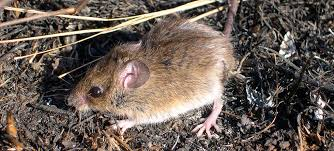 <p>Mammalia, Rodentia, Cricetidae</p><p></p>