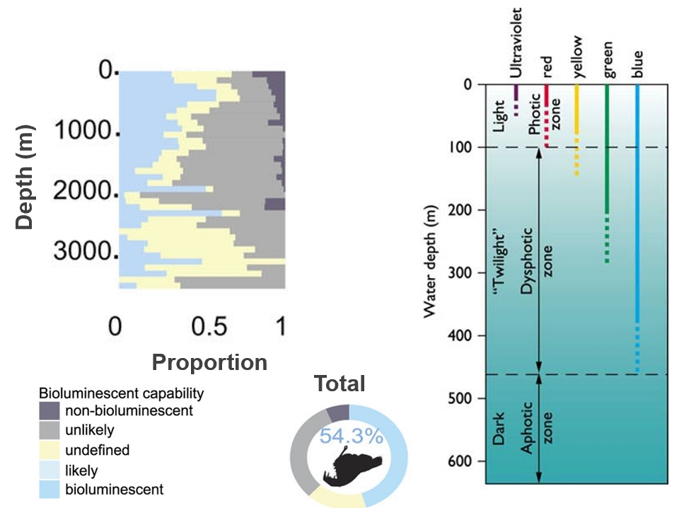 <p>This study quantifies bioluminescence across ocean depths, demonstrating its predominance as an ecological trait. Researchers analysed 17 years of video observations from remotely operated vehicles, surveying marine organisms from the surface to 3,900 meters deep.</p>