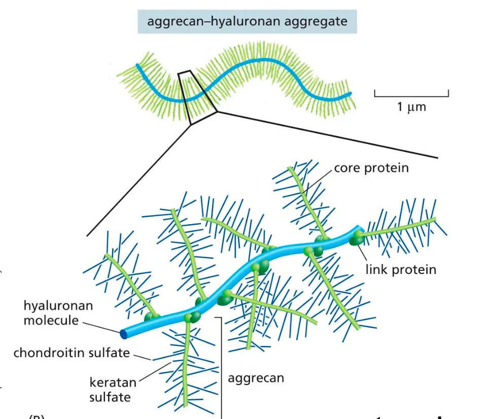 <p><strong><em>Proteoglycans and glycosaminoglycans can form extensive, brush-like structures</em></strong></p><ul><li><p>Proteoglycans are made of polysaccharides and proteins.</p></li></ul><p></p>