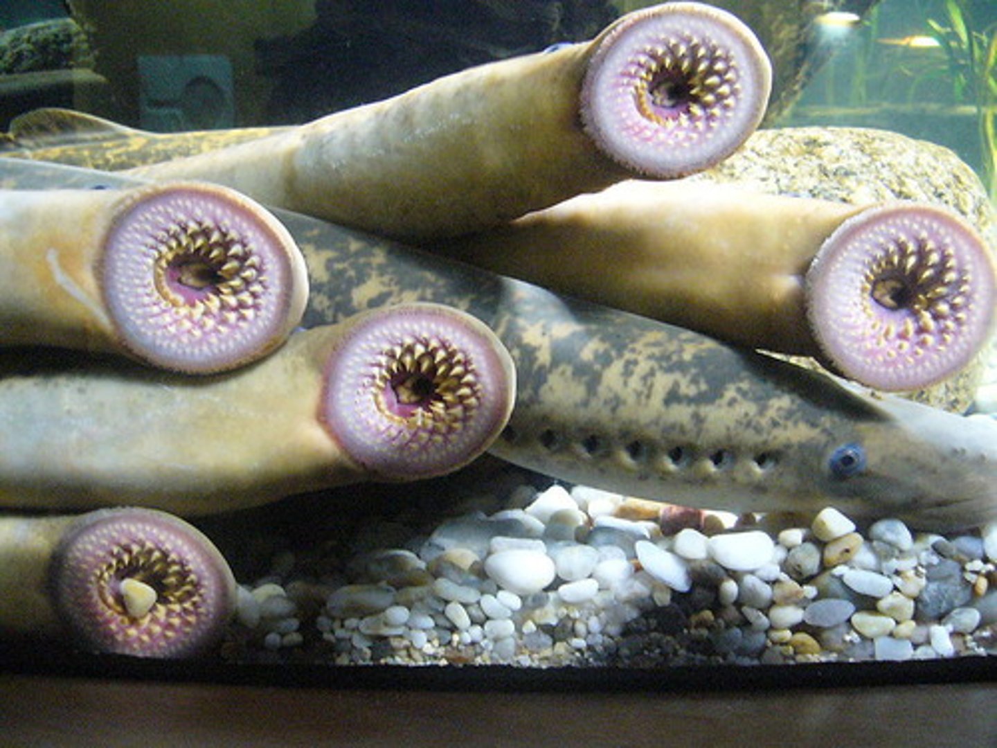 <p>lampreys, jawless vertebrates</p>