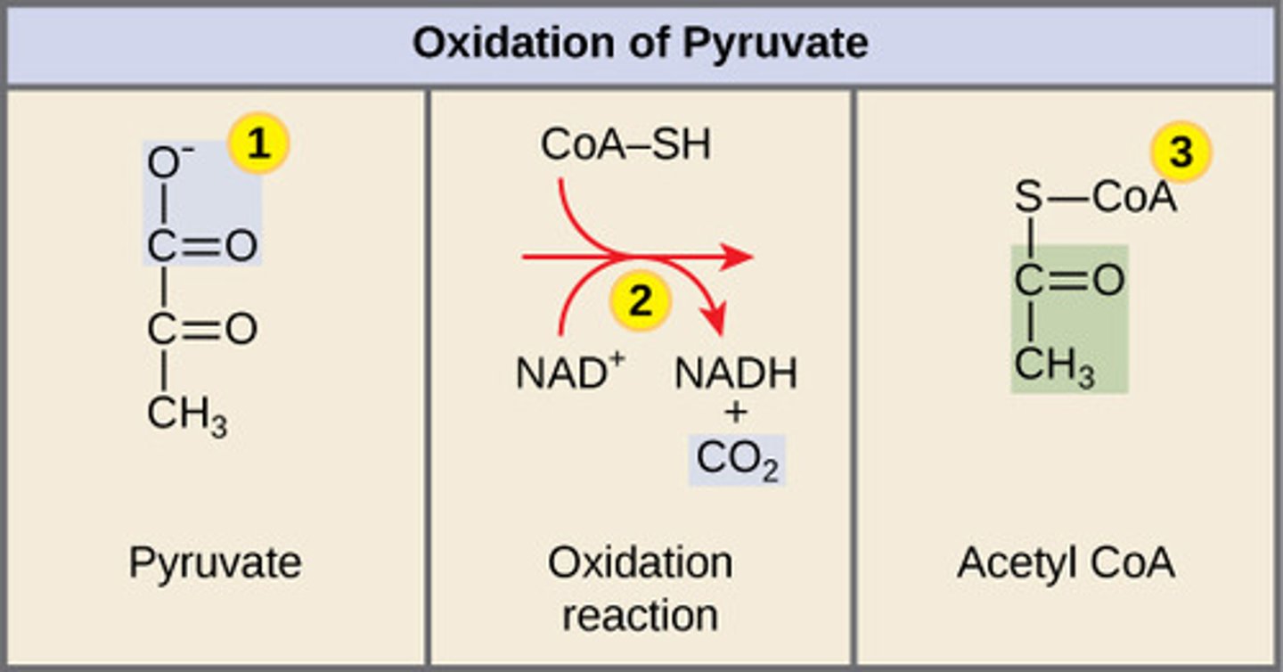 <p>2NADH + 2 CO2 + 2 Acetyl CoA</p><p>(Note: 2 pyruvate</p><p>molecules per</p><p>glucose molecule)</p>