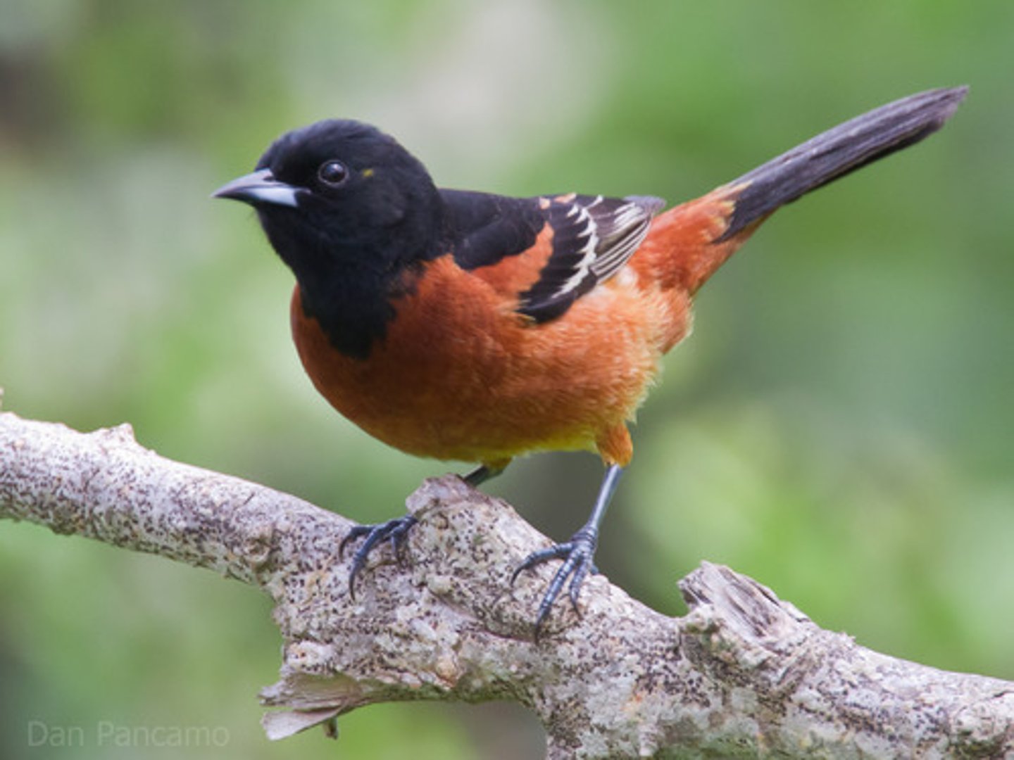 <p>Passeriformes Icteridae</p>