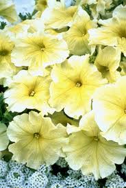 <p>What is this plant?</p>