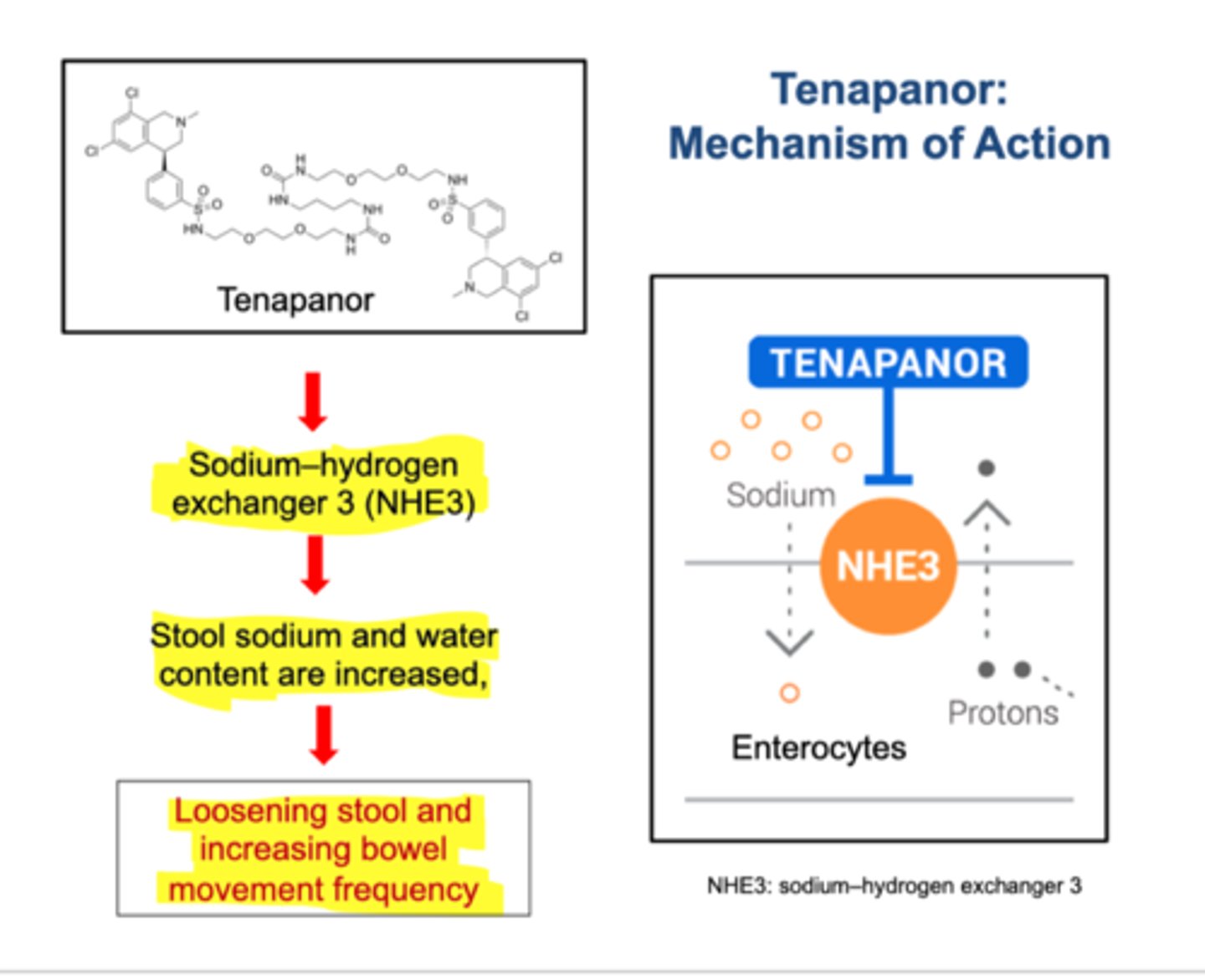 <p>sodium/hydrogen exchanger 3 inhibitor (NHE3 inhibitor)</p><p>for IBS-C</p><p>increases electrolytes and fluid in GI tract</p>