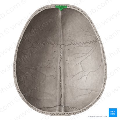 <p>upper dome-like part of the skull that covers the brain — also called the cranial vault or skullcap.</p>