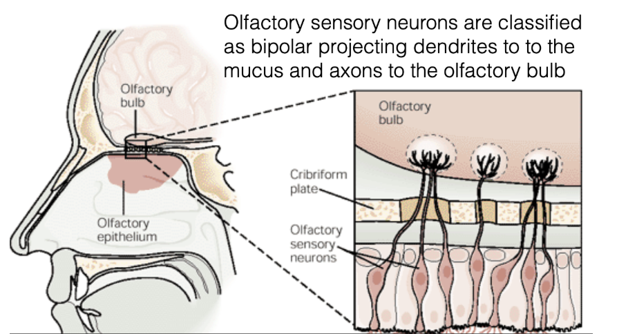 <ul><li><p>Multipolar neurons are most abundant neuron in the brain, they are found everywhere in the CNS. Bipolar &amp; unipolar neurons are more focused or isolated to where we see them</p></li><li><p><span style="background-color: transparent;"><span>Bipolar neurons often found in sensory system relays to take the transduction of electrical signal from the sensory neuron like a rod or a cone and conduct that activity &amp; transmit it to the brain</span></span></p></li></ul><p></p><ul><li><p><strong>Olfactory neurons </strong>are classified as bipolar projecting dendrites which project to the mucus &amp; axons to the olfactory bulb</p><ul><li><p><span style="background-color: transparent;"><span>Bipolar neuron where its dendrites project right through the mucus of our nose, forming dendritic nobes where olfactor cilia exists (the fingers or extensions that detect odour molecules to detect something we smell)</span></span></p></li></ul></li></ul><p></p>