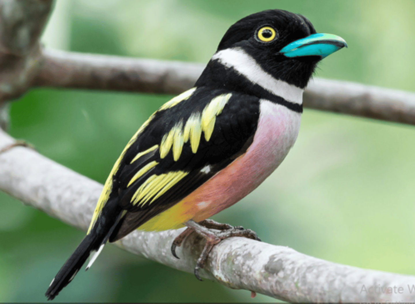 <p>Wattled broadbill</p>