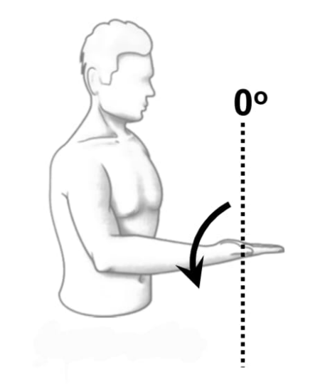 <p>Elbow supination</p>