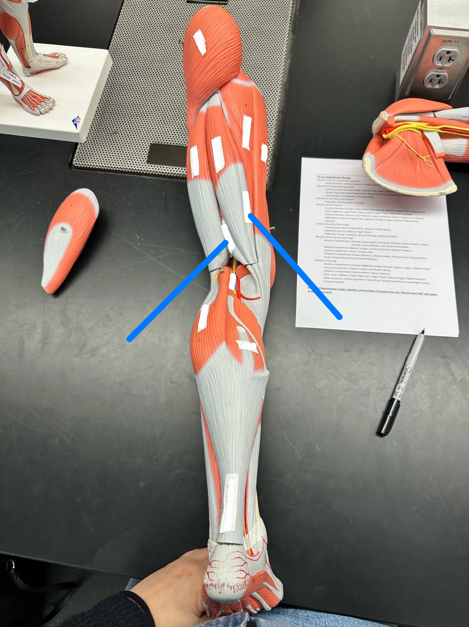 <p>ID muscle</p>
