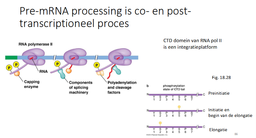 <ul><li><p>enzyme vertanwoordelijk voor de capping bindt op CTD domein van RNA pol II en zorgt dat RNA dat gemaakt wordt meteen wordt gecapt.</p></li><li><p>Door verandering van de fosforyleringcode van RNA pol II wordt spliceosoom gerecruteerd</p></li><li><p>dan worden ook polyadenylering (voor 3’ staart) en andere factoren gerecruteerd</p></li></ul><p>→ RNA pol II is een integratieplatform</p><p></p>