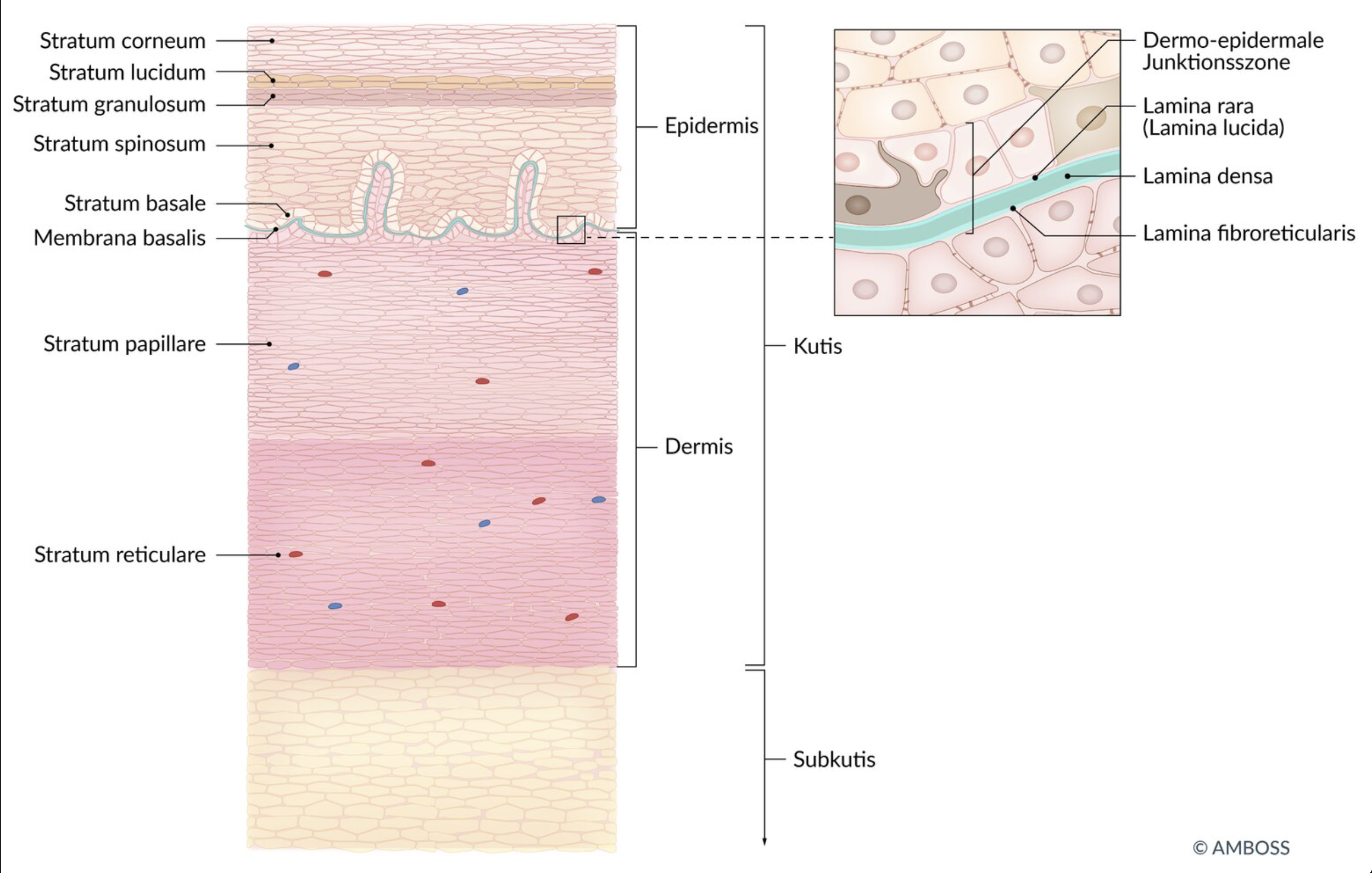 <p>D. Stratum lucidum</p>