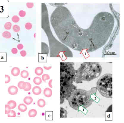 term image
