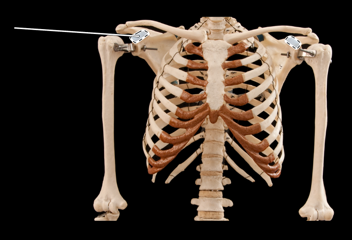 <p>Name the highlighted portion.</p><p>(Thoracic cage, anterior view).</p>
