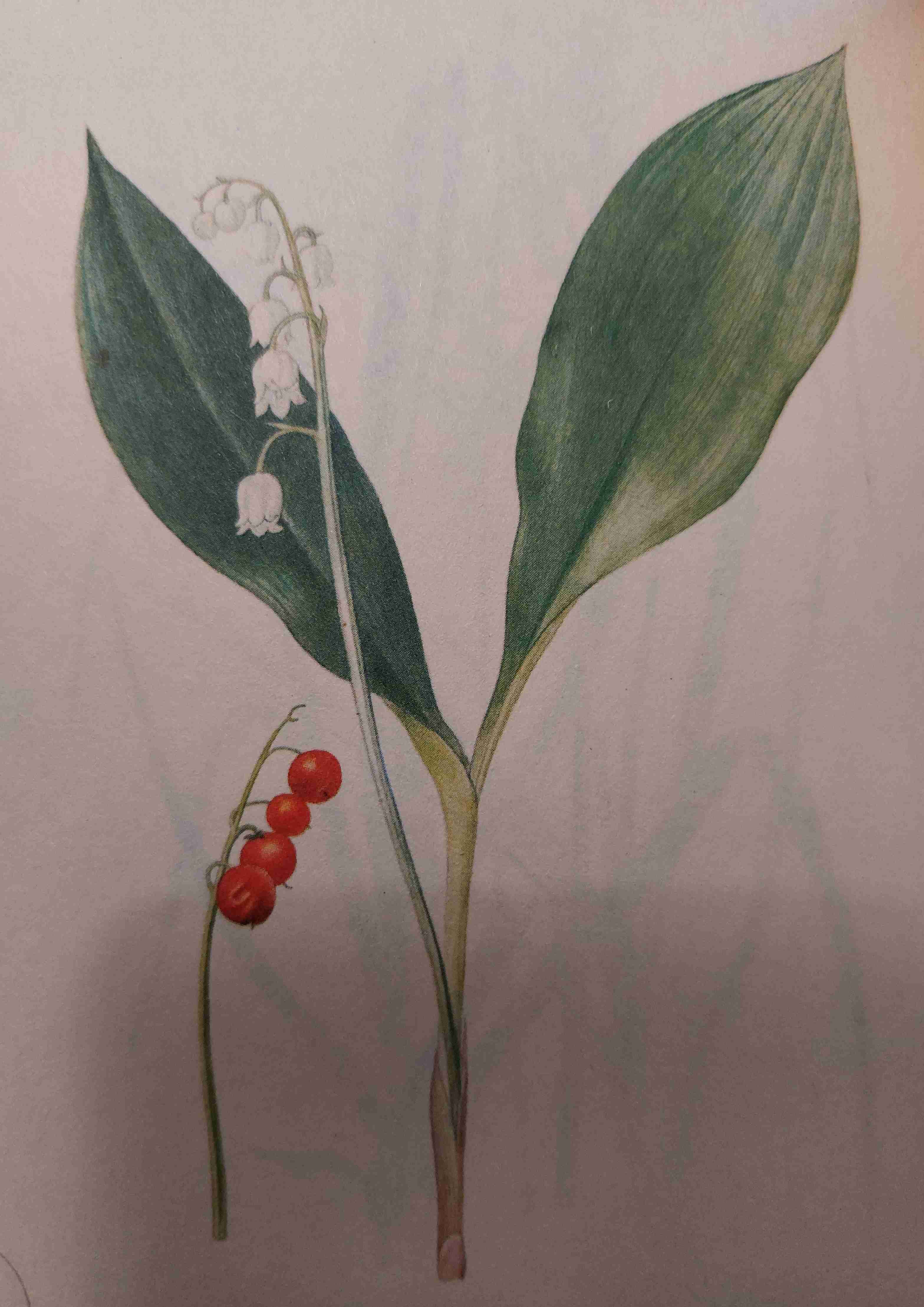 <p>středně vlhko, mezotrofní, polostín</p>