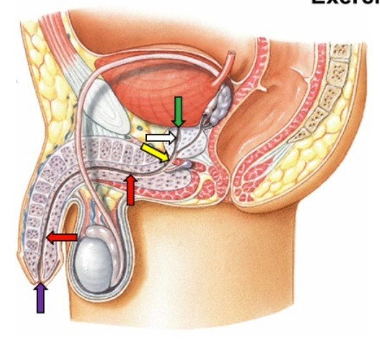 <p>Portion of male urethra that passes through the penis to the external urethral orifice.</p>