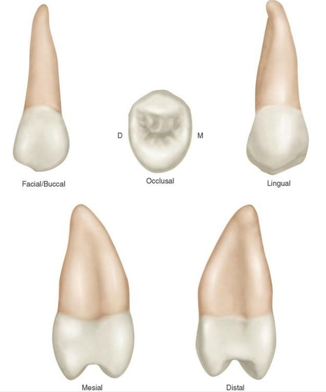 <p><strong><u>SECOND</u></strong> MAXILLARY pre-molar</p>
