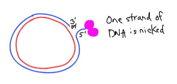 <p>We do NOT form a bubble in rolling circle! We “nick” the strands.</p><p></p>