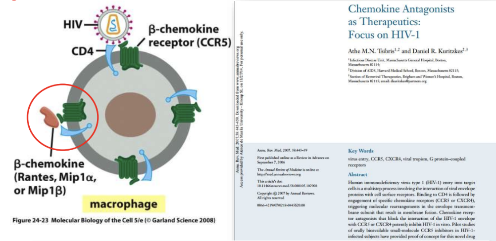 <ul><li><p><strong>Chemokine receptor antagonists</strong></p></li><li><p>orally bioavailable small molecule CCR5 inhibitors</p></li></ul><p></p>