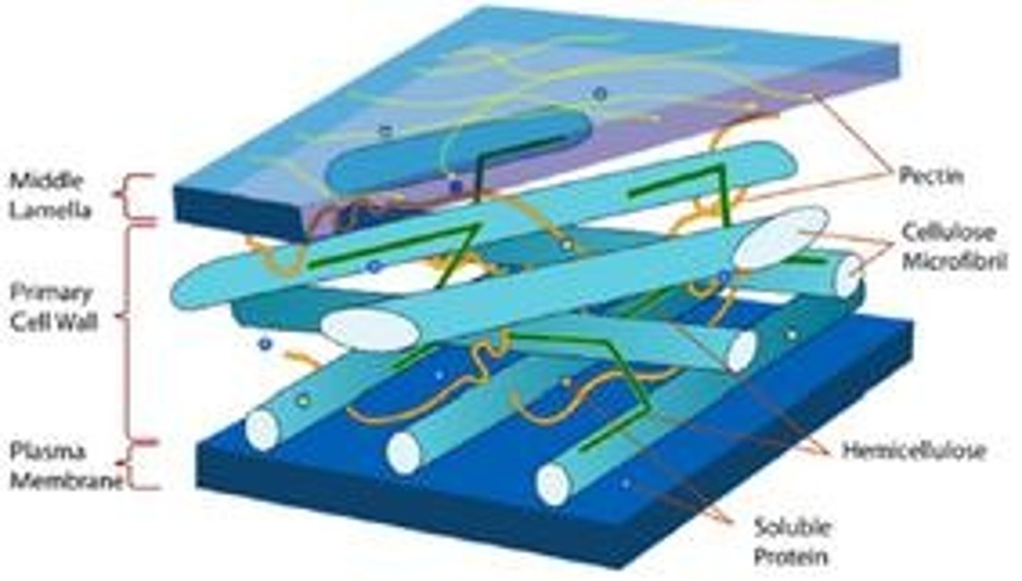 <p>Made of polysaccharides; cellulose in plants, chitin in fungi, and peptidoglycan in bacteria.</p>