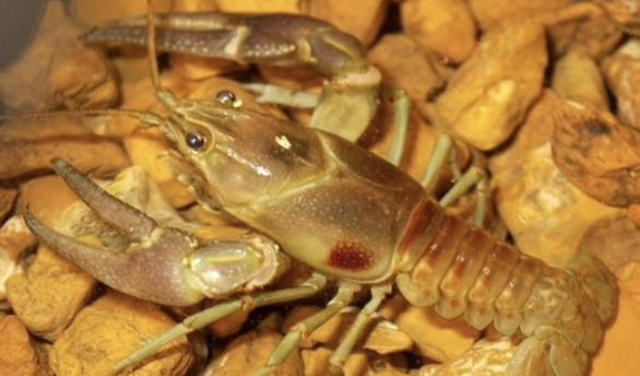 <p>decapoda</p>