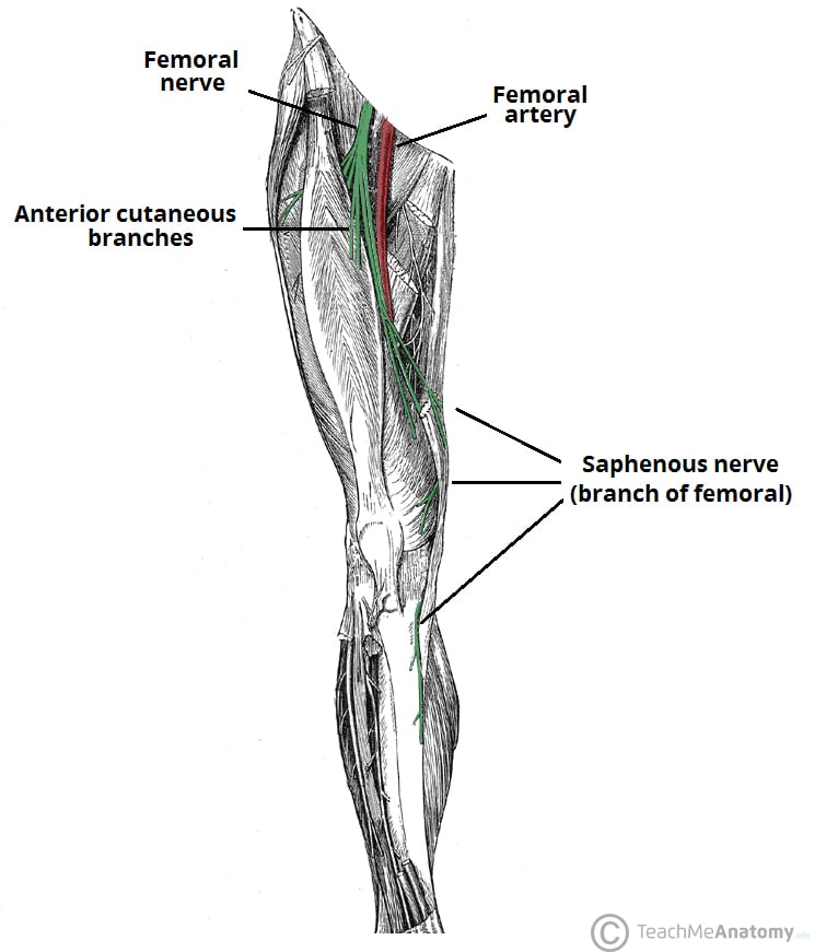 <p>Femoral</p>