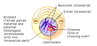 <p>the spindle fibers are present, the nuclear membrane disappears, synapsis pairing of the tetrad homologous chromosomes, and crossing over</p>