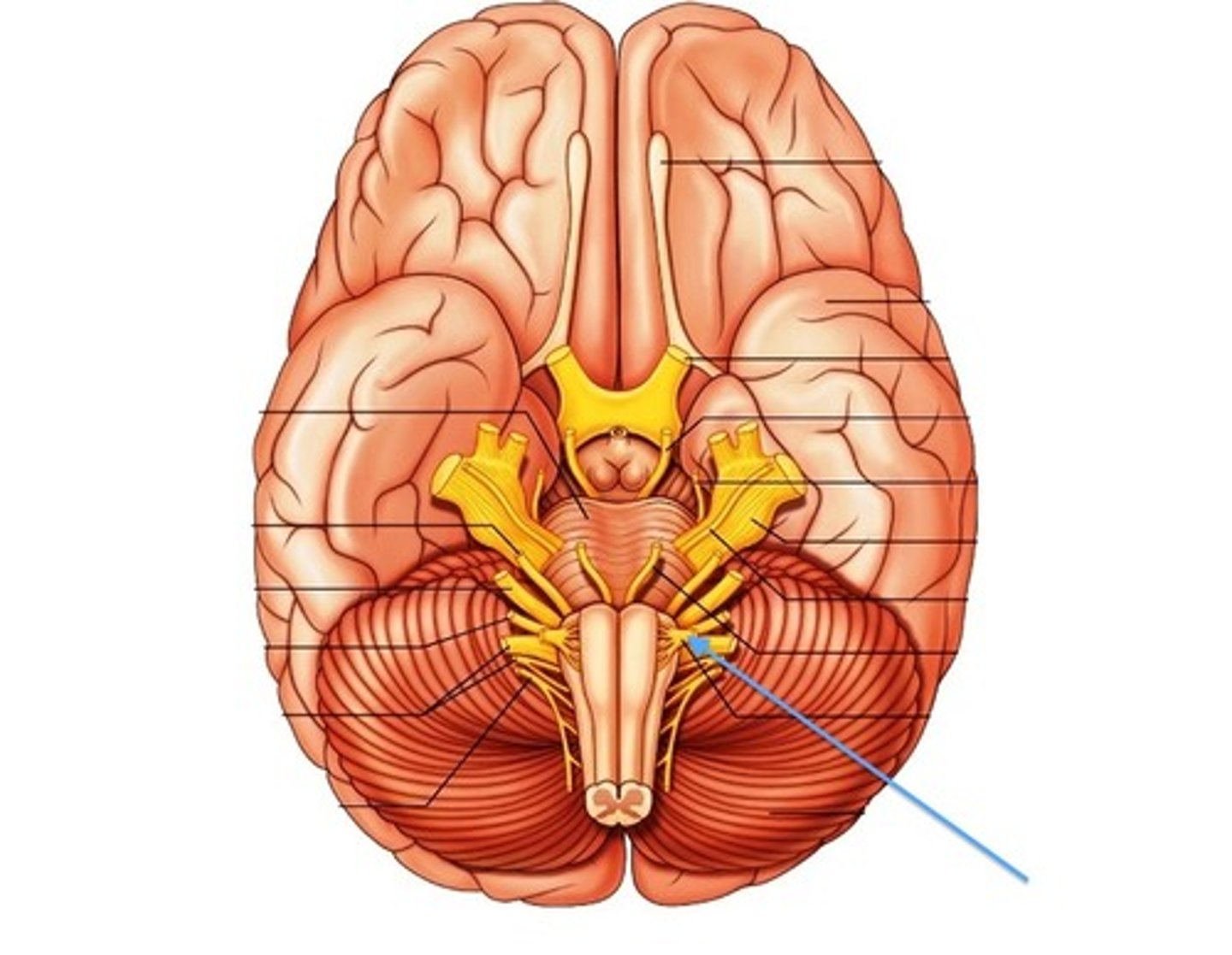 <p>controls tongue movement; speech</p>