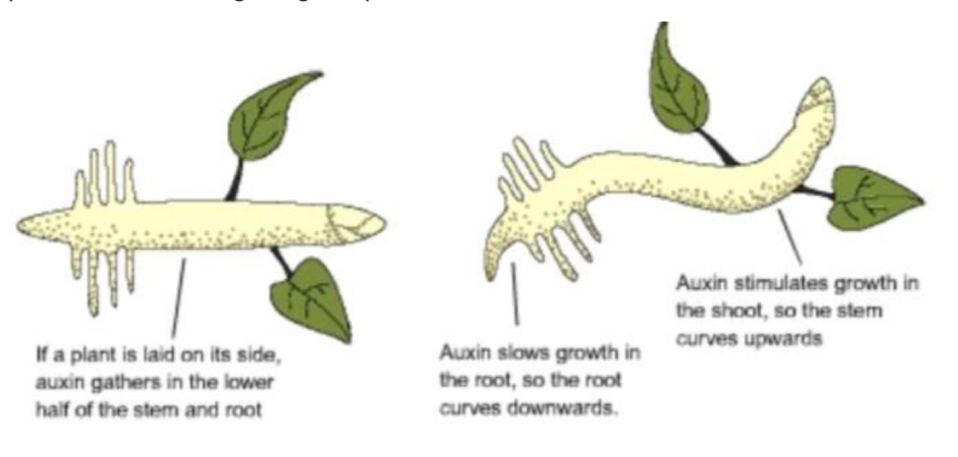 <ol><li><p>Auxin is made at the top</p></li><li><p>It diffuses down the seedling</p></li><li><p>It settles on the lower side (possibly due to starch grains: statoliths)</p></li><li><p>In shoots auxin stimulates cell elongation → grows up</p></li><li><p>In root auxin inhibits cell elongation → grows down</p></li></ol><p></p>