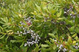 <p><span>Myrica pensylvanica / Bayberry</span></p>
